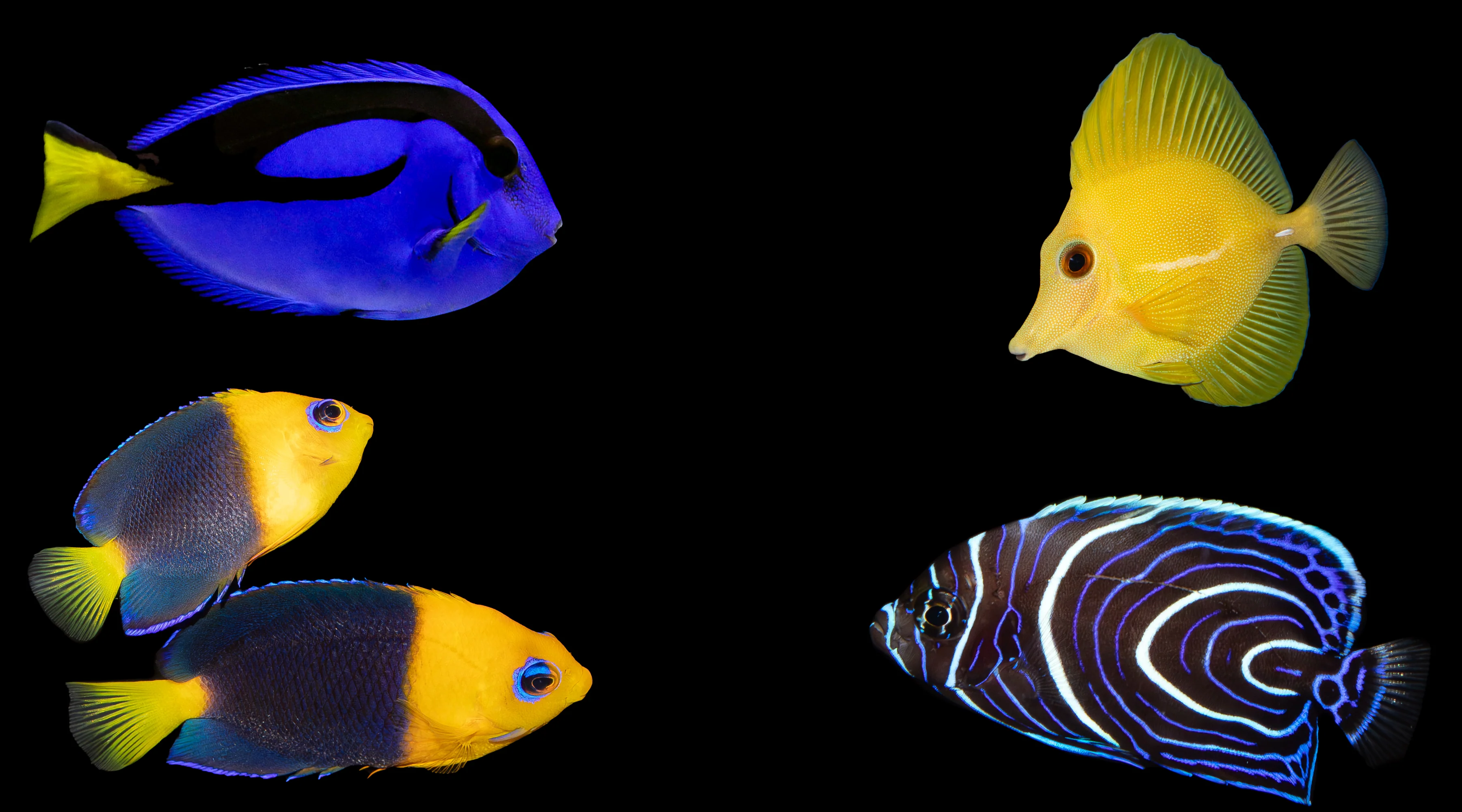 Exquisite Life for Elite Aquarists